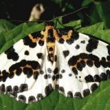 Moljac na ogrozda: mjere kontrole i prevencije